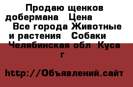 Продаю щенков добермана › Цена ­ 45 000 - Все города Животные и растения » Собаки   . Челябинская обл.,Куса г.